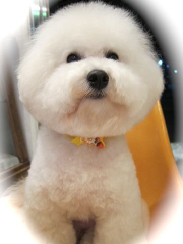 ビションフリーゼトリミング文京区フントヒュッテビションかわいい子犬ナノオゾンペットシャワー使用トリミングサロン都内ビションカット犬ハーブパック効果d.jpg