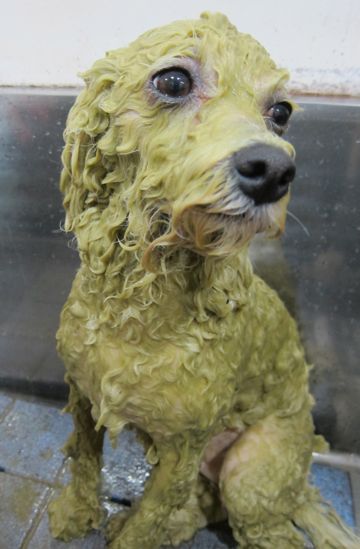 ビションフリーゼトリミング文京区フントヒュッテビションかわいい子犬ナノオゾンペットシャワー使用トリミングサロン都内ビションカット犬ハーブパック効果f.jpg