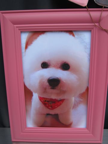 ビションフリーゼトリミング文京区フントヒュッテビションかわいい子犬ナノオゾンペットシャワー使用トリミングサロン都内ビションカット犬ハーブパック効果i.jpg