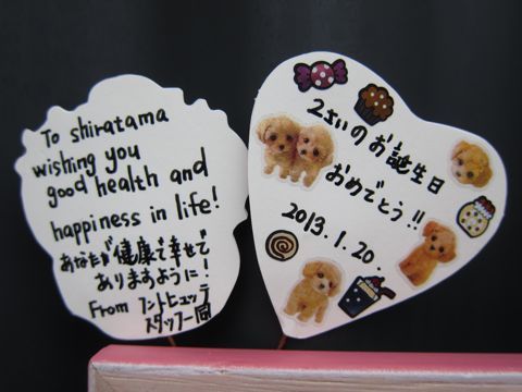 ビションフリーゼトリミング文京区フントヒュッテビションかわいい子犬ナノオゾンペットシャワー使用トリミングサロン都内ビションカット犬ハーブパック効果j.jpg