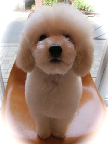 プードルフントヒュッテ東京トイプードルかわいい子犬こいぬ文京区本駒込hundehutte仔犬プードルショータイプブリーダープードルカットトイプードル画像419.jpg