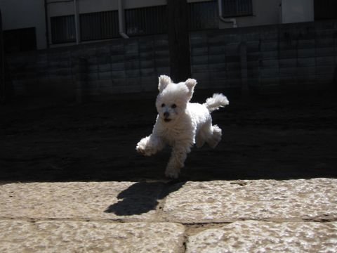 プードルフントヒュッテ東京トイプードルかわいい子犬こいぬ文京区本駒込hundehutte仔犬プードルショータイプブリーダープードルカットトイプードル画像592.jpg