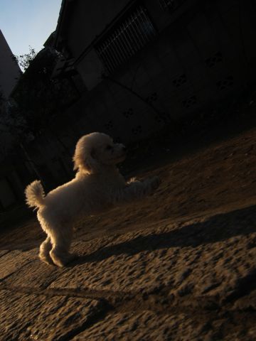 プードルフントヒュッテ東京トイプードルかわいい子犬こいぬ文京区本駒込hundehutte仔犬プードルショータイプブリーダープードルカットトイプードル画像598.jpg