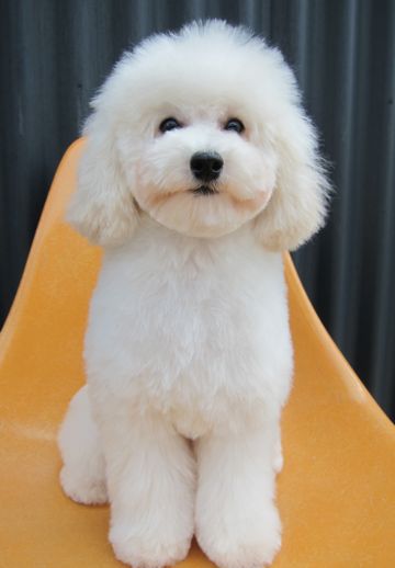 プードルフントヒュッテ東京トイプードルかわいい子犬こいぬ文京区本駒込hundehutte仔犬プードルショータイプブリーダープードルカットトイプードル画像713.jpg