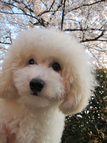 プードルフントヒュッテ東京トイプードルかわいい子犬こいぬ文京区本駒込hundehutte仔犬プードルショータイプブリーダープードルカットトイプードル画像730.jpg