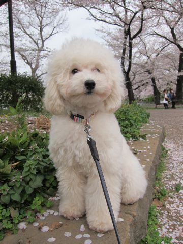 プードルフントヒュッテ東京トイプードルかわいい子犬こいぬ文京区本駒込hundehutte仔犬プードルショータイプブリーダープードルカットトイプードル画像738.jpg