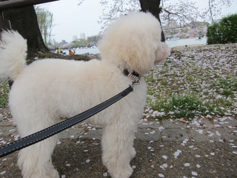 プードルフントヒュッテ東京トイプードルかわいい子犬こいぬ文京区本駒込hundehutte仔犬プードルショータイプブリーダープードルカットトイプードル画像739.jpg