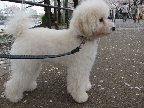 プードルフントヒュッテ東京トイプードルかわいい子犬こいぬ文京区本駒込hundehutte仔犬プードルショータイプブリーダープードルカットトイプードル画像741.jpg