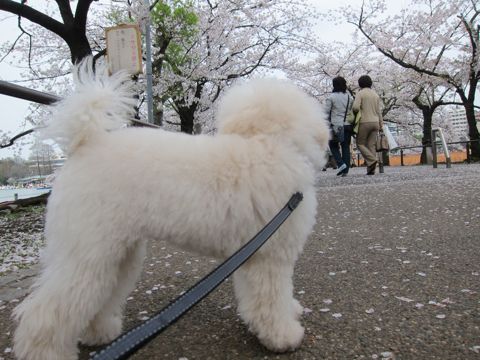 プードルフントヒュッテ東京トイプードルかわいい子犬こいぬ文京区本駒込hundehutte仔犬プードルショータイプブリーダープードルカットトイプードル画像742.jpg