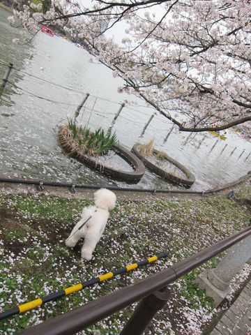 プードルフントヒュッテ東京トイプードルかわいい子犬こいぬ文京区本駒込hundehutte仔犬プードルショータイプブリーダープードルカットトイプードル画像745.jpg
