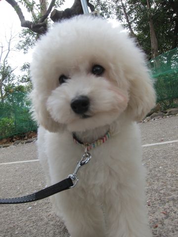 プードルフントヒュッテ東京トイプードルかわいい子犬こいぬ文京区本駒込hundehutte仔犬プードルショータイプブリーダープードルカットトイプードル画像748.jpg