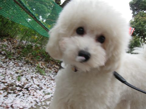 プードルフントヒュッテ東京トイプードルかわいい子犬こいぬ文京区本駒込hundehutte仔犬プードルショータイプブリーダープードルカットトイプードル画像749.jpg