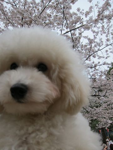 プードルフントヒュッテ東京トイプードルかわいい子犬こいぬ文京区本駒込hundehutte仔犬プードルショータイプブリーダープードルカットトイプードル画像753.jpg