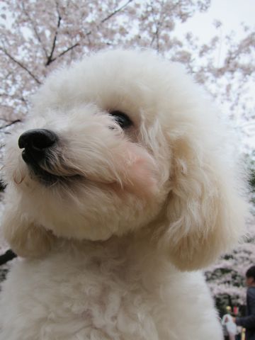 プードルフントヒュッテ東京トイプードルかわいい子犬こいぬ文京区本駒込hundehutte仔犬プードルショータイプブリーダープードルカットトイプードル画像755.jpg