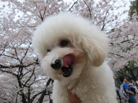 プードルフントヒュッテ東京トイプードルかわいい子犬こいぬ文京区本駒込hundehutte仔犬プードルショータイプブリーダープードルカットトイプードル画像757.jpg