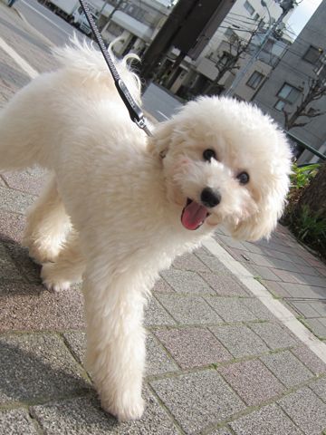 プードルフントヒュッテ東京トイプードルかわいい子犬こいぬ文京区本駒込hundehutte仔犬プードルショータイプブリーダープードルカットトイプードル画像789.jpg