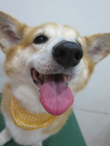コーギートリミング文京区フントヒュッテナノオゾンペットシャワー使用トリミングサロン駒込犬のトリミングhundehutte文京区コーギーシャンプーコーギー部分カットa.jpg
