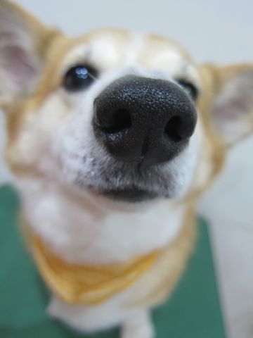 コーギートリミング文京区フントヒュッテナノオゾンペットシャワー使用トリミングサロン駒込犬のトリミングhundehutte文京区コーギーシャンプーコーギー部分カットc.jpg