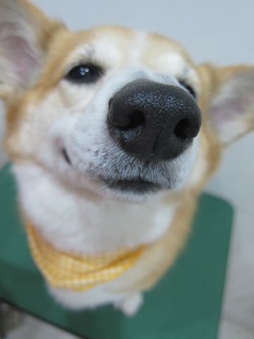 コーギートリミング文京区フントヒュッテナノオゾンペットシャワー使用トリミングサロン駒込犬のトリミングhundehutte文京区コーギーシャンプーコーギー部分カットd.jpg