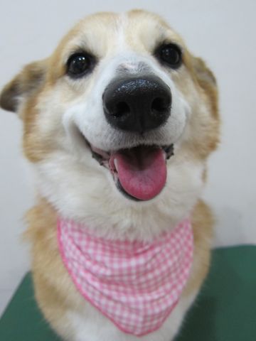 コーギートリミング文京区フントヒュッテナノオゾンペットシャワー使用トリミングサロン駒込犬のトリミングhundehutte文京区コーギーシャンプーコーギー部分カットe.jpg