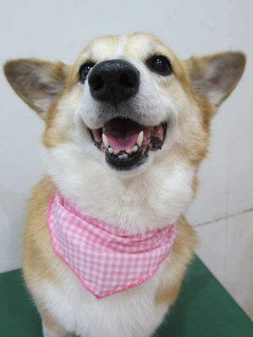 コーギートリミング文京区フントヒュッテナノオゾンペットシャワー使用トリミングサロン駒込犬のトリミングhundehutte文京区コーギーシャンプーコーギー部分カットf.jpg