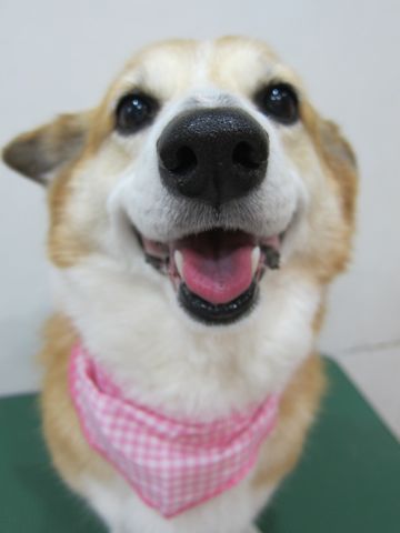 コーギートリミング文京区フントヒュッテナノオゾンペットシャワー使用トリミングサロン駒込犬のトリミングhundehutte文京区コーギーシャンプーコーギー部分カットg.jpg