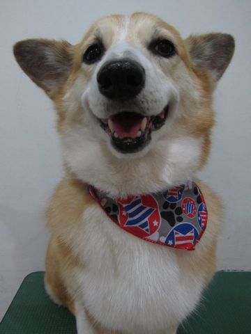 コーギートリミング文京区フントヒュッテナノオゾンペットシャワー使用トリミングサロン駒込犬のトリミングhundehutte文京区コーギーシャンプーコーギー部分カットk.jpg