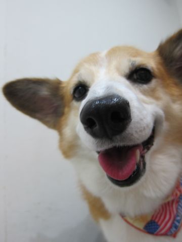 コーギートリミング文京区フントヒュッテナノオゾンペットシャワー使用トリミングサロン駒込犬のトリミングhundehutte文京区コーギーシャンプーコーギー部分カットm.jpg