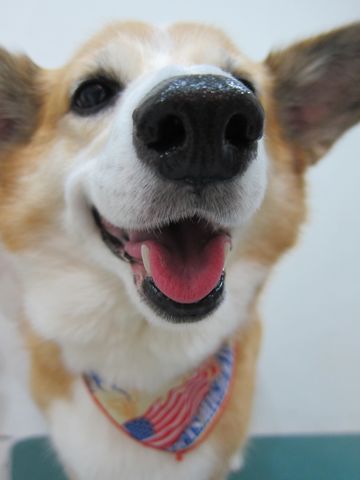 コーギートリミング文京区フントヒュッテナノオゾンペットシャワー使用トリミングサロン駒込犬のトリミングhundehutte文京区コーギーシャンプーコーギー部分カットn.jpg