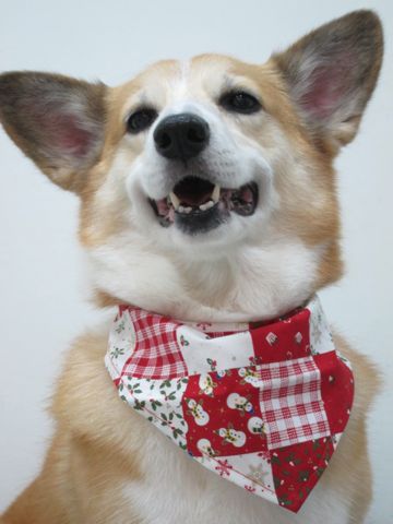 コーギートリミング文京区フントヒュッテナノオゾンペットシャワー使用トリミングサロン駒込犬のトリミングhundehutte文京区コーギーシャンプーコーギー部分カットo.jpg