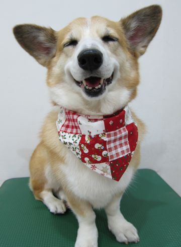 コーギートリミング文京区フントヒュッテナノオゾンペットシャワー使用トリミングサロン駒込犬のトリミングhundehutte文京区コーギーシャンプーコーギー部分カットq.jpg