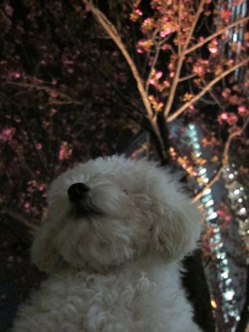 ¥×¡¼¥É¥ë¥Õ¥ó¥È¥Ò¥å¥Ã¥ÆÅìµþ¥È¥¤¥×¡¼¥É¥ë¤«¤ï¤¤¤¤»Ò¸¤¤³¤¤¤Ìʸµþ¶èËܶð¹þhundehutte»Æ¸¤¥×¡¼¥É¥ë¥·¥ç¡¼¥¿¥¤¥×¥Ö¥ê¡¼¥À¡¼¥×¡¼¥É¥ë¥«¥Ã¥È¥È¥¤¥×¡¼¥É¥ë²èÁü819.jpg
