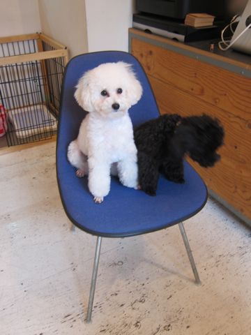プードルフントヒュッテ東京トイプードルかわいい子犬こいぬ文京区本駒込hundehutte仔犬プードルショータイプブリーダープードルカットトイプードル画像901.jpg