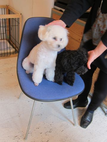 プードルフントヒュッテ東京トイプードルかわいい子犬こいぬ文京区本駒込hundehutte仔犬プードルショータイプブリーダープードルカットトイプードル画像902.jpg