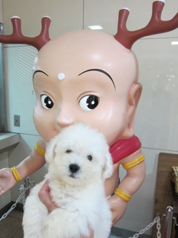 ビションフリーゼフントヒュッテ東京関東かわいいビションのこいぬ文京区hundehutte名古屋駅名古屋名物みそかつ&えびふりゃ〜八丁味噌使用伊勢名物赤福せんとくん画像奈良8.jpg