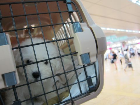 ビションフリーゼフントヒュッテ東京関東かわいいビションのこいぬ文京区hundehutte名古屋駅名古屋名物みそかつ&えびふりゃ〜八丁味噌使用伊勢名物赤福せんとくん画像奈良11.jpg
