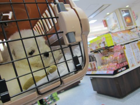 ビションフリーゼフントヒュッテ東京関東かわいいビションのこいぬ文京区hundehutte名古屋駅名古屋名物みそかつ&えびふりゃ〜八丁味噌使用伊勢名物赤福せんとくん画像奈良12.jpg