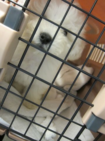 ビションフリーゼフントヒュッテ東京関東かわいいビションのこいぬ文京区hundehutte名古屋駅名古屋名物みそかつ&えびふりゃ〜八丁味噌使用伊勢名物赤福せんとくん画像奈良17.jpg