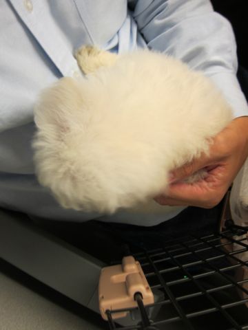 ビションフリーゼフントヒュッテ東京関東かわいいビションのこいぬ文京区hundehutte名古屋駅名古屋名物みそかつ&えびふりゃ〜八丁味噌使用伊勢名物赤福せんとくん画像奈良18.jpg