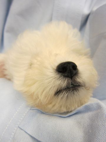 ビションフリーゼフントヒュッテ東京関東かわいいビションのこいぬ文京区hundehutte名古屋駅名古屋名物みそかつ&えびふりゃ〜八丁味噌使用伊勢名物赤福せんとくん画像奈良19.jpg