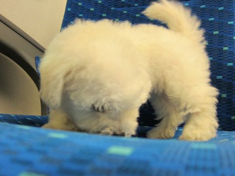 ビションフリーゼフントヒュッテ東京関東かわいいビションのこいぬ文京区hundehutte名古屋駅名古屋名物みそかつ&えびふりゃ〜八丁味噌使用伊勢名物赤福せんとくん画像奈良23.jpg