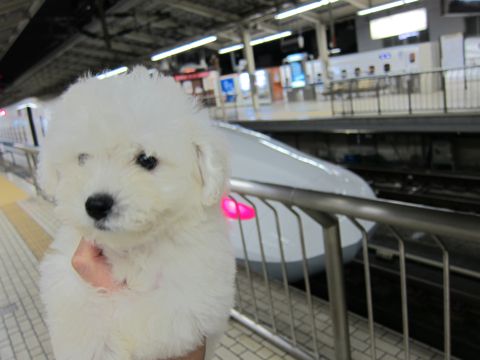 ビションフリーゼフントヒュッテ東京関東かわいいビションのこいぬ文京区hundehutte名古屋駅名古屋名物みそかつ&えびふりゃ〜八丁味噌使用伊勢名物赤福せんとくん画像奈良25.jpg