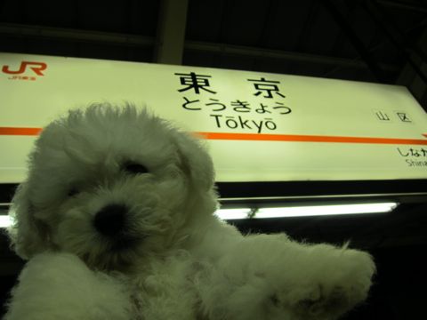 ビションフリーゼフントヒュッテ東京関東かわいいビションのこいぬ文京区hundehutte名古屋駅名古屋名物みそかつ&えびふりゃ〜八丁味噌使用伊勢名物赤福せんとくん画像奈良29.jpg