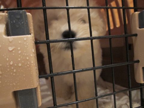 ビションフリーゼフントヒュッテ東京関東かわいいビションのこいぬ文京区hundehutte名古屋駅名古屋名物みそかつ&えびふりゃ〜八丁味噌使用伊勢名物赤福せんとくん画像奈良31.jpg