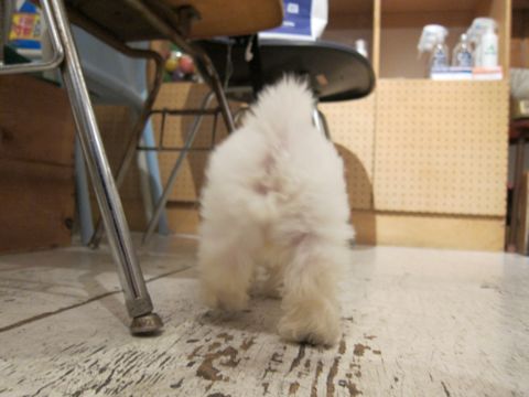 ビションフリーゼフントヒュッテ東京関東かわいいビションのこいぬ文京区hundehutte名古屋駅名古屋名物みそかつ&えびふりゃ〜八丁味噌使用伊勢名物赤福せんとくん画像奈良32.jpg