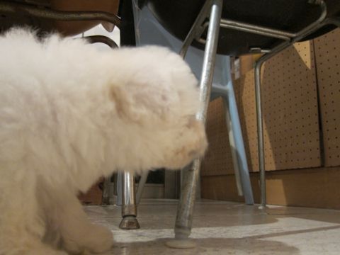 ビションフリーゼフントヒュッテ東京関東かわいいビションのこいぬ文京区hundehutte名古屋駅名古屋名物みそかつ&えびふりゃ〜八丁味噌使用伊勢名物赤福せんとくん画像奈良33.jpg