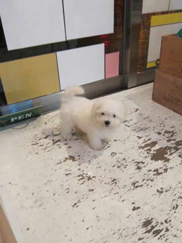 ビションフリーゼフントヒュッテ東京関東かわいいビションのこいぬ文京区hundehutte名古屋駅名古屋名物みそかつ&えびふりゃ〜八丁味噌使用伊勢名物赤福せんとくん画像奈良36.jpg