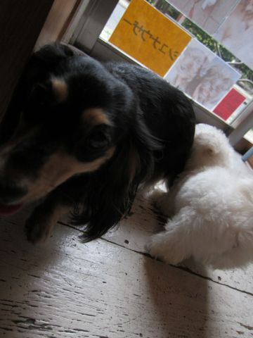 ビションフリーゼフントヒュッテ東京関東かわいいビションのこいぬ文京区hundehutte子犬を迎えたいどこでダックス小さいダックスカニヘンダックスカニンヘン女の子1.jpg