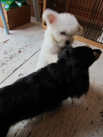 ビションフリーゼフントヒュッテ東京関東かわいいビションのこいぬ文京区hundehutte子犬を迎えたいどこでダックス小さいダックスカニヘンダックスカニンヘン女の子3.jpg