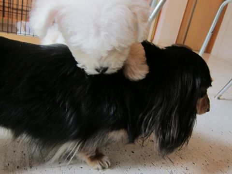 ビションフリーゼフントヒュッテ東京関東かわいいビションのこいぬ文京区hundehutte子犬を迎えたいどこでダックス小さいダックスカニヘンダックスカニンヘン女の子4.jpg